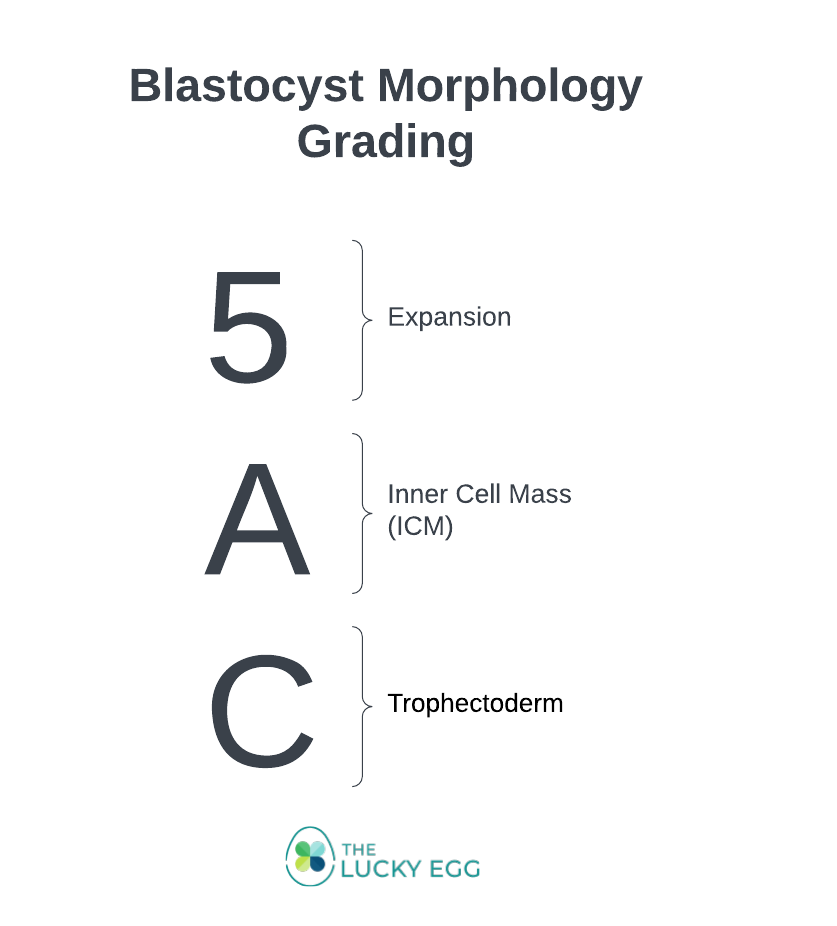 Blastocyst Embryo Morphology Grading