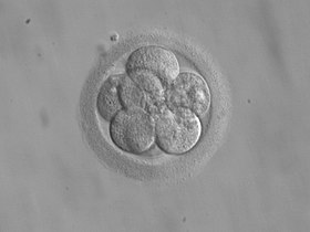 Unraveling the Mystery: Why is the Embryo Not Growing in IVF